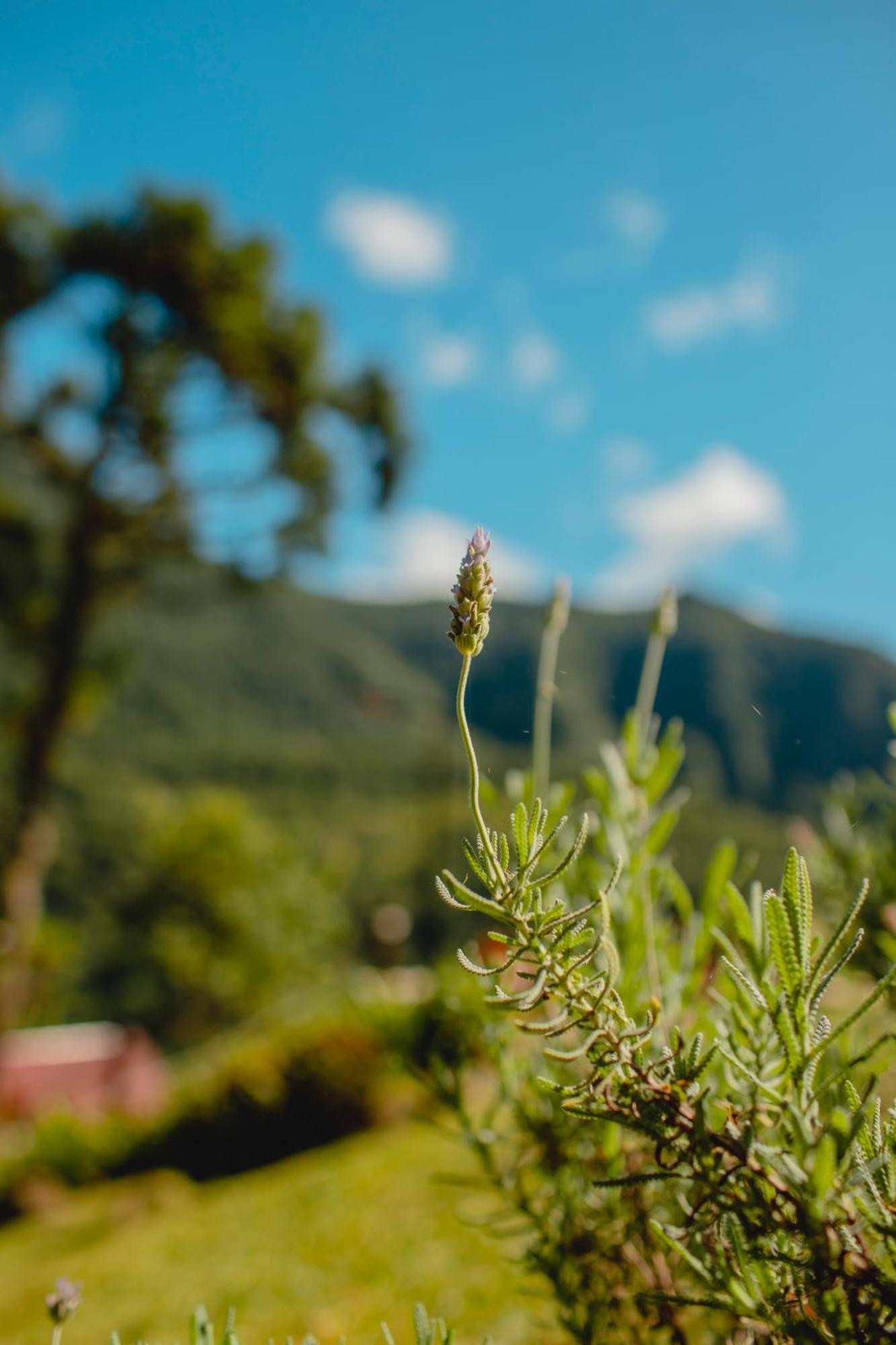 Pousada Bugio Da Serra Hotell Novo Horizonte  Eksteriør bilde